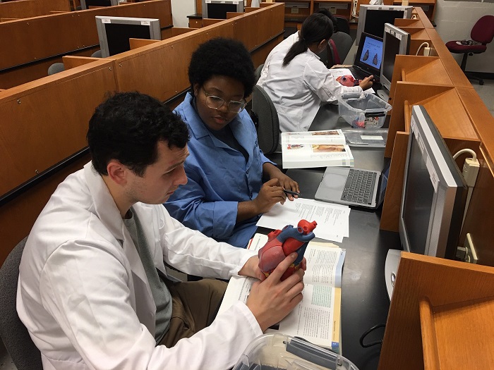 students hold model heart